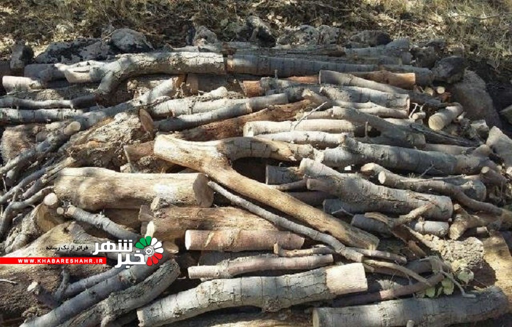 کشف ۱٫۵ تن چوب قاچاق در جنوب غرب پایتخت