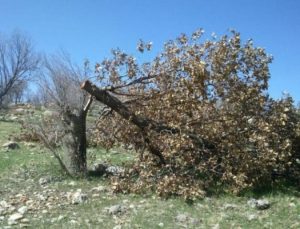 قطع ۲۳ اصله درخت در یکی از روستاهای ملارد