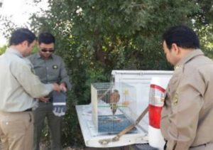 تحویل یک بهله پرنده شکاری به محیط زیست در شهرستان قدس