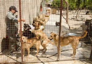 راه اندازی مرکز نگهداری سگ های ولگرد تا پایان سال در ملارد