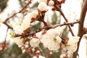 تصاویر زیبا از فصل بهار و شکوفه های درختان در شهریار