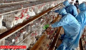 آمادگی برای مقابله با شیوع احتمالی آنفلوآنزای پرندگان