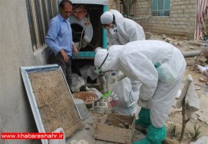 ۹ استان درگیر آنفلوآنزای حاد پرندگان/ تلاش برای مهار بحران تا ۱۴۰۰
