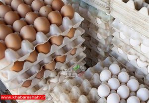 ۲۰۰۰ تن تخم مرغ برای تنظیم بازار ثبت سفارش شد