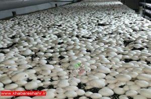 شهرستان ملارد سالانه 7 هزارتن قارچ تولید می‌کند