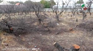 گزارش خبرنگار خبرشهر از خشکاندن و قطع کردن درختان در بلوار کلهر شهریار یکی از پرتردد ترین معابر سطح شهر