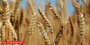 کاهش 60 هزار تنی خرید گندم در تهران