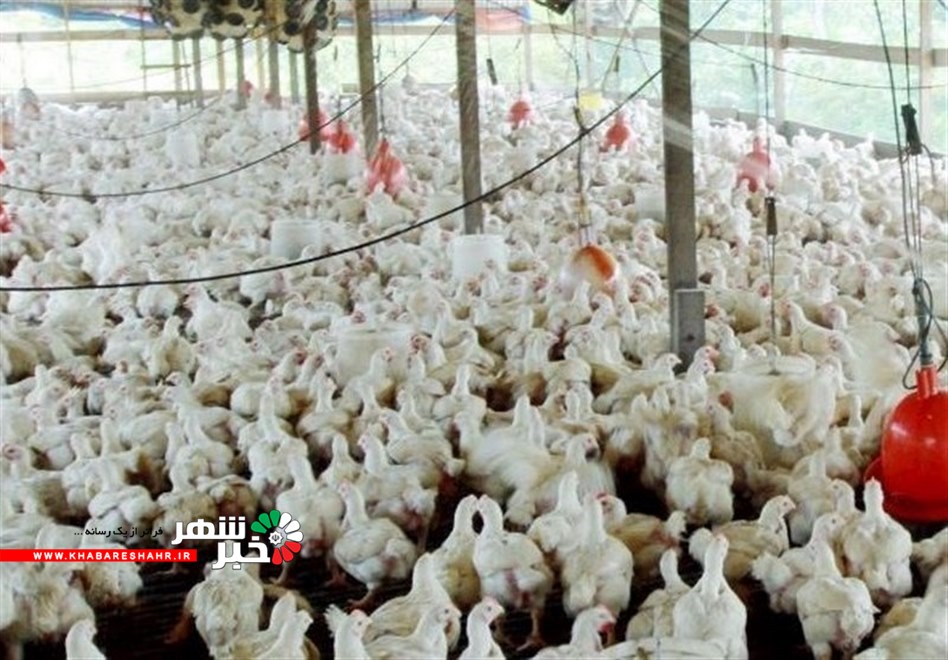 امکان خودکفایی ایران در تولید مرغ لاین با برنامه‌ریزی ۲ ساله