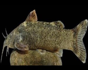 چرا گونه جدید ماهی به نام علی دایی نامگذاری شد؟