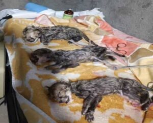 یوزپلنگ ایرانی سه قلو به دنیا آورد