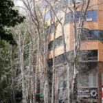 درخت خشک ولیعصر
