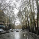 درخت نیاوران