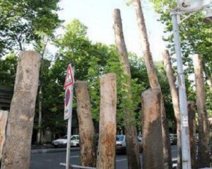 صدور رأی غیرعمد برای قطع درختان مجموعه انقلاب