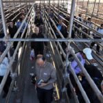 بازگشت زوار