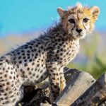 بچه یوزپلنگ1