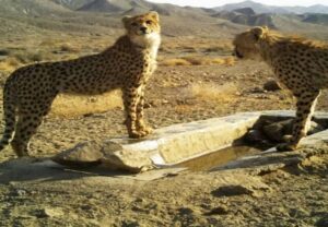 لاستیک‌سوزی برای حفاظت از یوزپلنگ‌های ایرانی