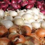 روایت غولکش ایرانی از جامجهانی کشتی آزاد در آمریکا پیاز