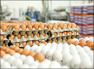 نگرانی‌ها از افزایش قیمت کالاهای اساسی / منتظر کمبود عرضه در بازار تخم‌مرغ باشید!