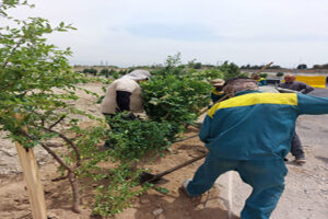اجرای عملیات کاشت گل و گیاه در بلوار شهید ناد علی رستمی شهریار