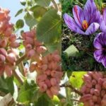 img 25092023 225958 (720 x 576 pixel)