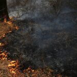 آتش در جنگل