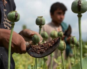 پایان کشت مواد مخدر در افغانستان