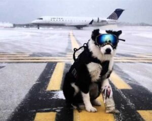 سگ مانع فرود هواپیمای پویا در باند فرودگاه مهرآباد شد