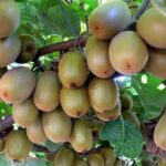 img 25092025 194627 (720 x 576 pixel)