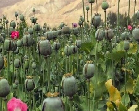 خشخاشِ وزارت بهداشت یا شقایقِ ستاد مبارزه با مواد مخدر؛ کدام کِشت میشود؟ img 29092025 190649 (720 x 576 pixel)