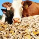 اصلاح طرح کالابرگ در دستور کار دولت؛ مأموریت جدید برای سازمان برنامه img 31102025 162101 (720 x 576 pixel)