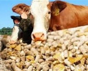 img 31102025 162101 (720 x 576 pixel)