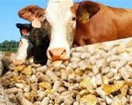 هشدار سازمان بازرسی به وزارت جهاد کشاورزی درباره نهادههای دامی img 31102025 162101 (720 x 576 pixel)