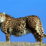 img 02112025 153802 (720 x 576 pixel)