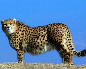 img 02112025 153802 (720 x 576 pixel)