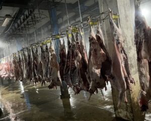 img 04112025 194828 (720 x 576 pixel)