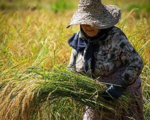 img 29112025 202520 (720 x 576 pixel)