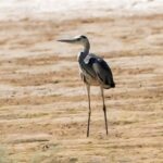 IMG 21022026 191159 720 x 576 pixel 1