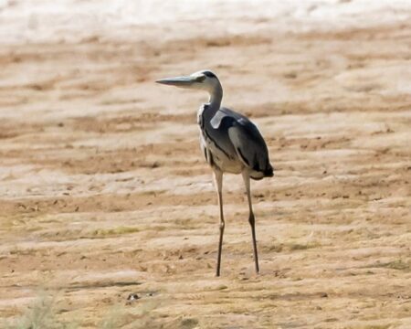 IMG 21022026 191159 720 x 576 pixel 1