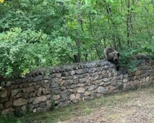 IMG 19082026 164423 720 x 576 pixel